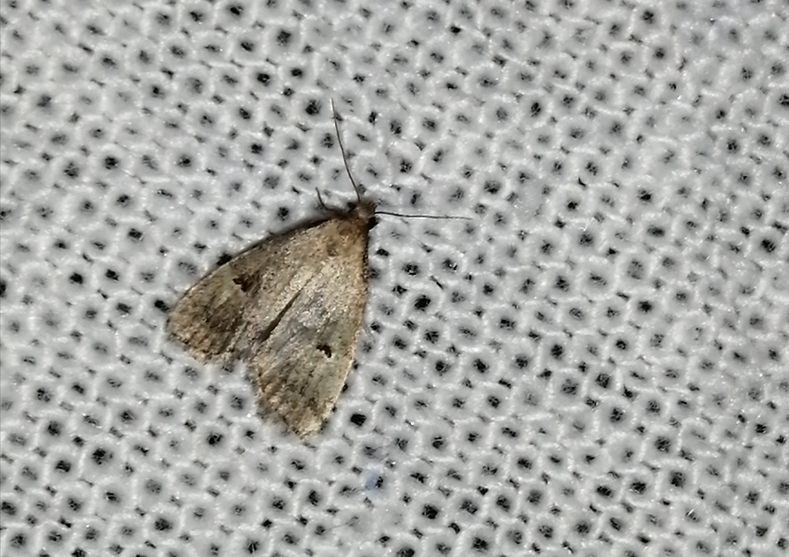 Hypenodes pannonica - pannon karcsúbagoly