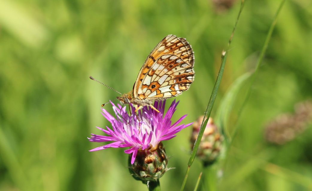 Boloria selene - fakó gyöngyházlepke