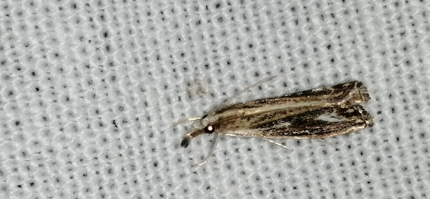 Catoptria verellus - kormos fűgyökérmoly