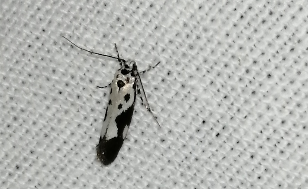 Ethmia quadrillella - gyászos feketemoly
