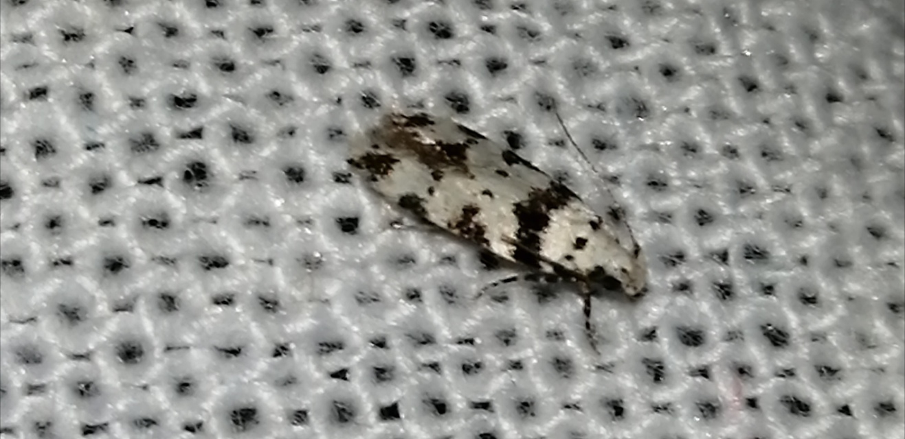 Pseudotelphusa scalella - moharágó sarlósmoly