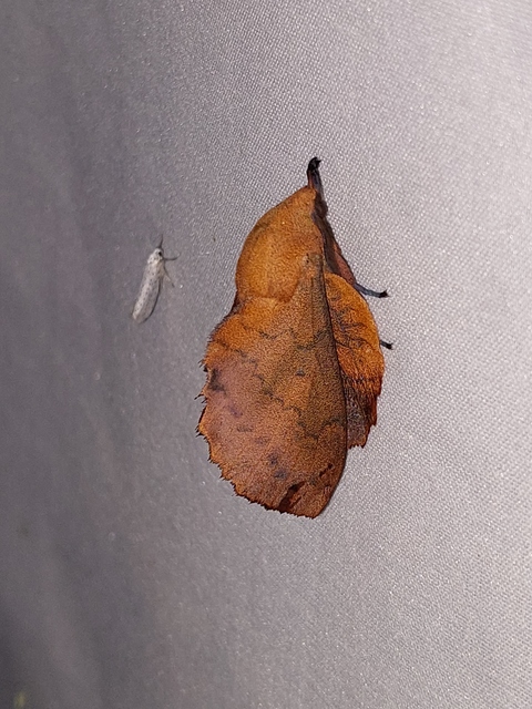 Gastropacha quercifolia - tölgylevélpohók