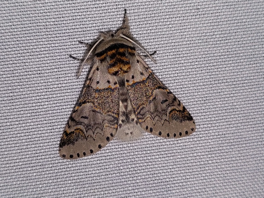 Furcula furcula - szürke púposszövő