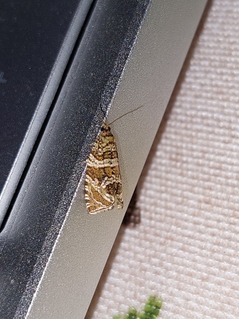 Celypha rivulana - dudvasodró tükrösmoly