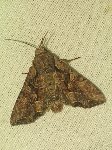 Lacanobia thalassina - borbolya-kertibagoly