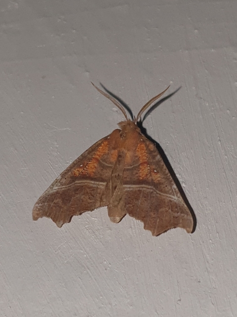 Scoliopteryx libatrix - vörös csipkésbagoly