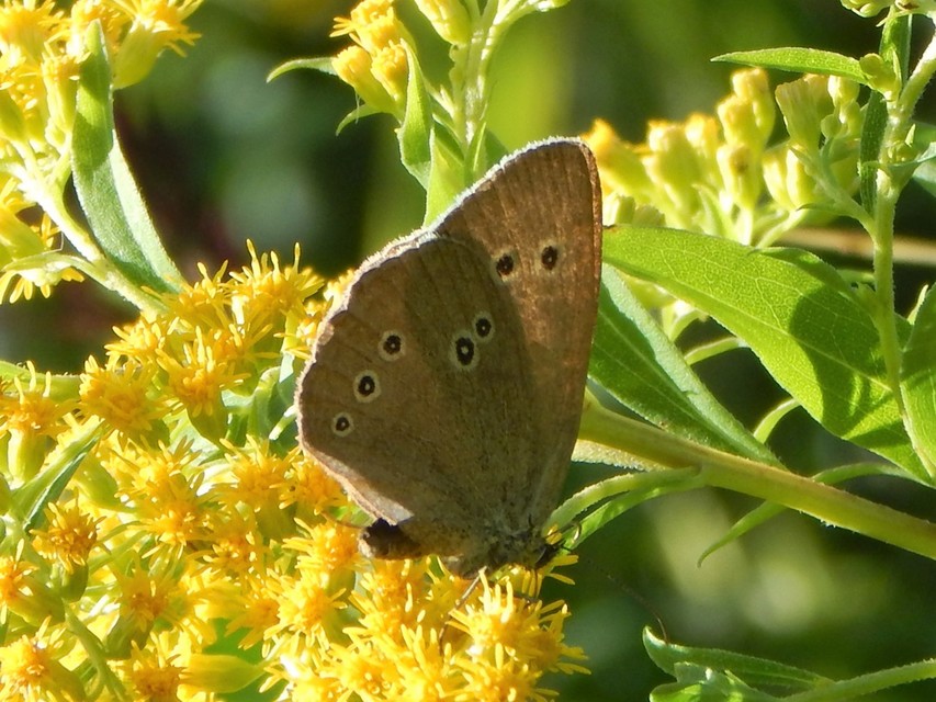 Aphantopus hyperanthus - közönséges ökörszemlepke