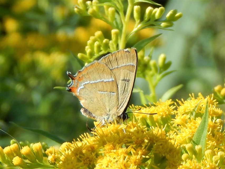Thecla betulae - nyírfalepke