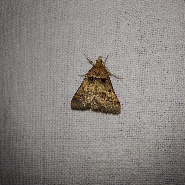 Stemmatophora brunnealis - barna fényilonca