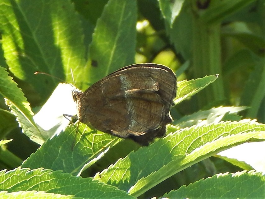Minois dryas - fekete szemeslepke
