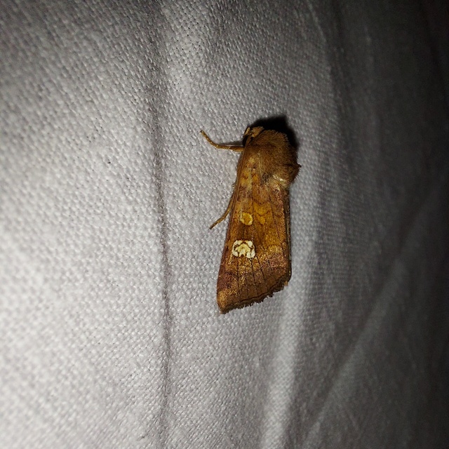 Amphipoea oculea - nagyfoltú lápibagoly