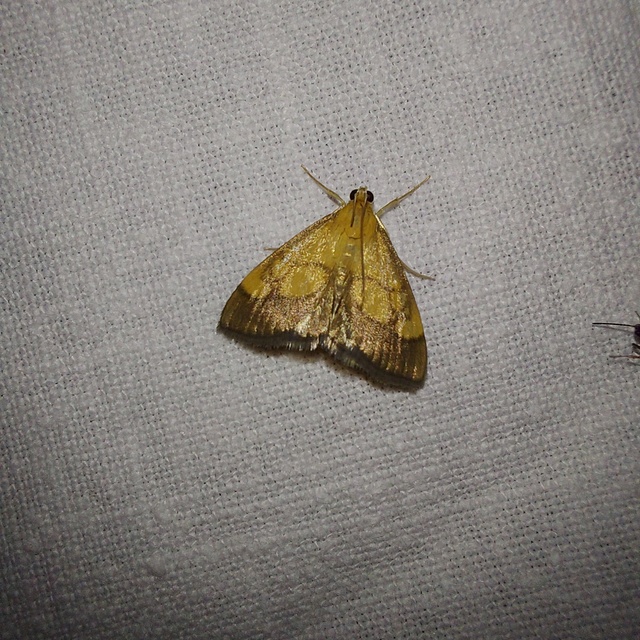 Evergestis limbata - közönséges dudvamoly