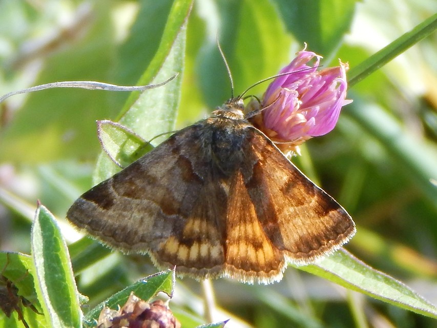 Euclidia glyphica - közönséges nappalibagoly