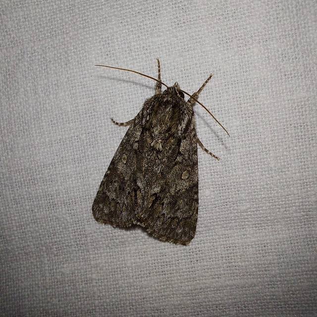 Acronicta auricoma - aranyos szigonyosbagoly