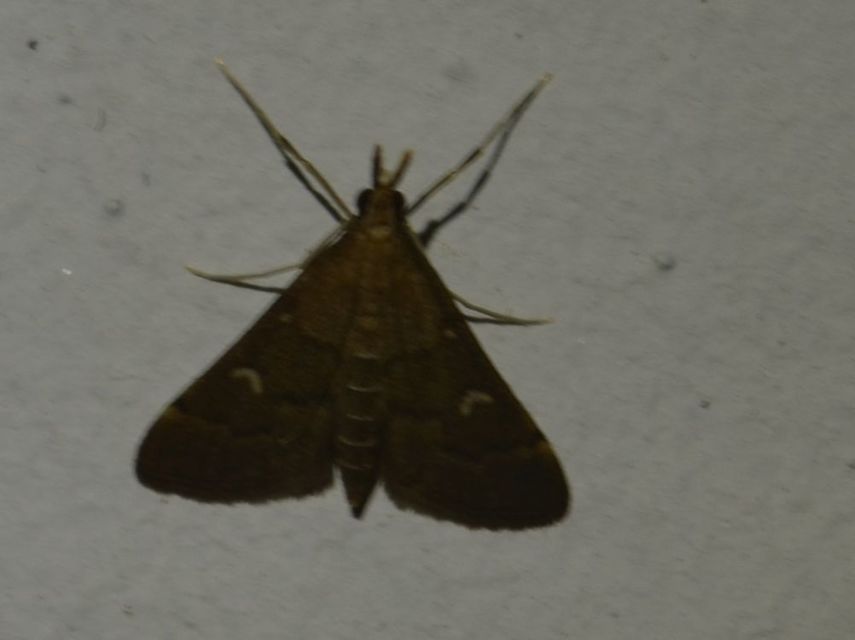 Dolicharthria punctalis - hosszúlábú tűzmoly