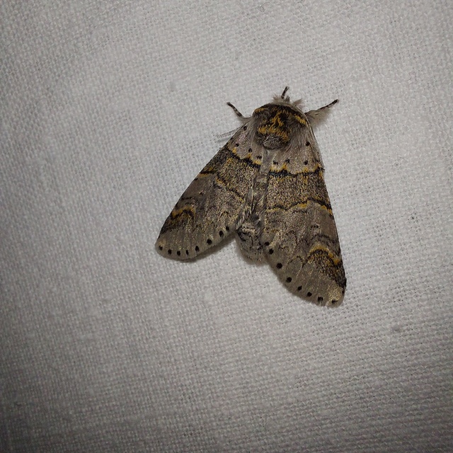 Furcula furcula - szürke púposszövő