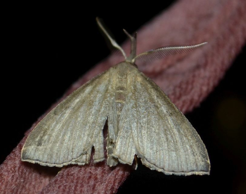 Pechipogo plumigeralis - tollascsápú karcsúbagoly
