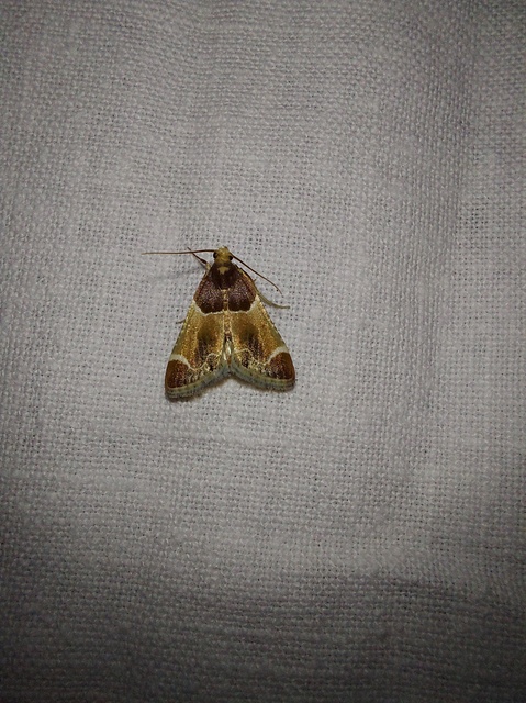 Pyralis farinalis - lisztilonca