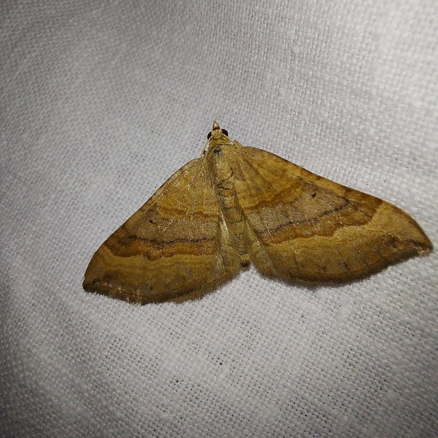 Scotopteryx chenopodiata - libatop-araszoló