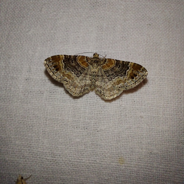 Xanthorhoe spadicearia - sávos tarkaaraszoló