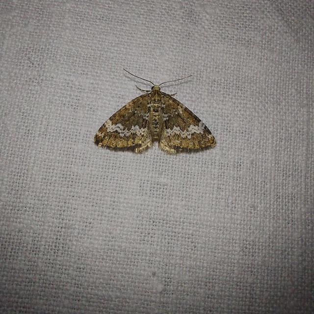 Perizoma alchemillata - árvacsalán-araszoló