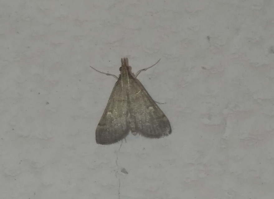 Dolicharthria punctalis - hosszúlábú tűzmoly