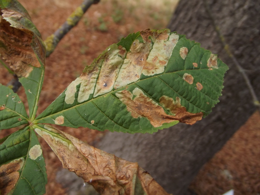 Cameraria ohridella - vadgesztenye-sátorosmoly