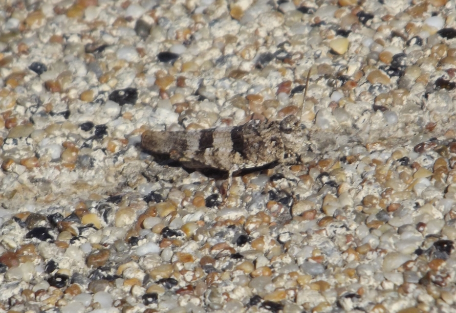 Oedipoda caerulescens - kékszárnyú sáska