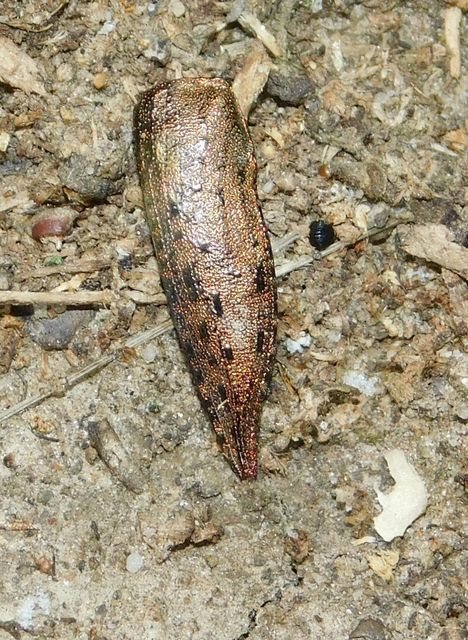 Dicerca berolinensis - bükkfa-díszbogár
