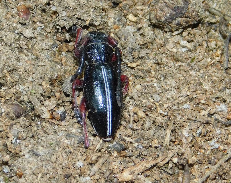 Dorcadion pedestre - kétsávos gyalogcincér