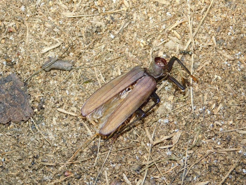 Aegosoma scabricorne - diófacincér