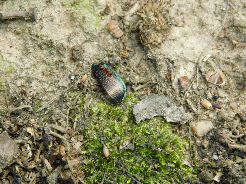 Calosoma inquisitor - kis bábrabló