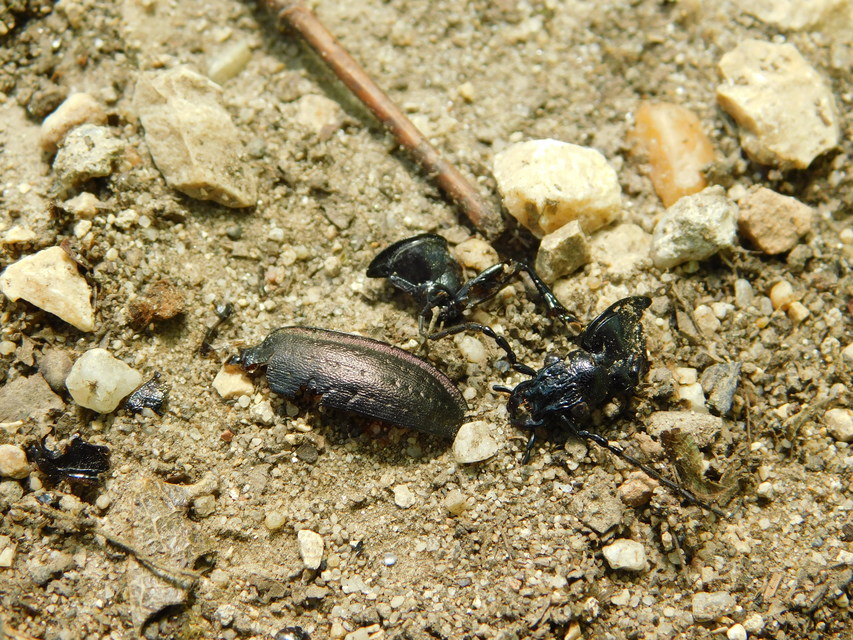 Carabus nemoralis - ligeti futrinka