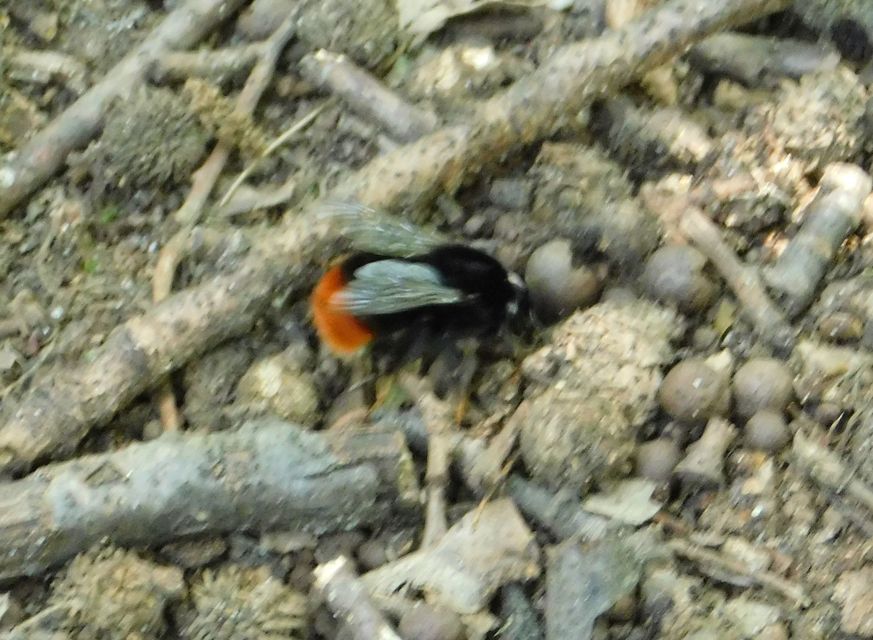 Bombus lapidarius - kövi poszméh