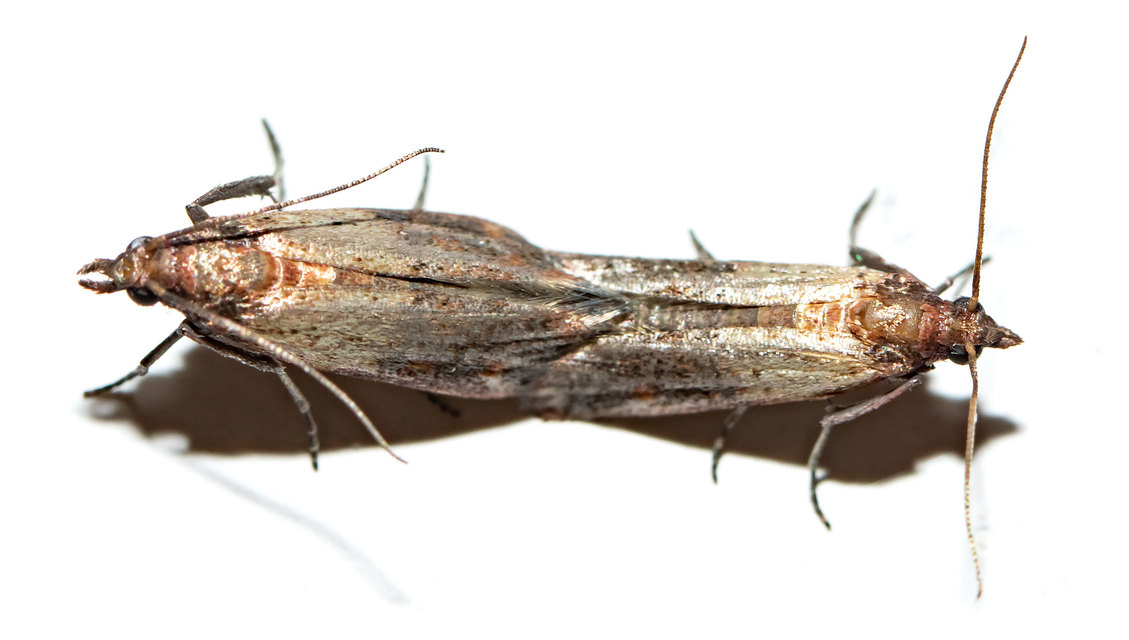Plodia interpunctella - aszalványmoly Plodia interpunctella - aszalványmoly