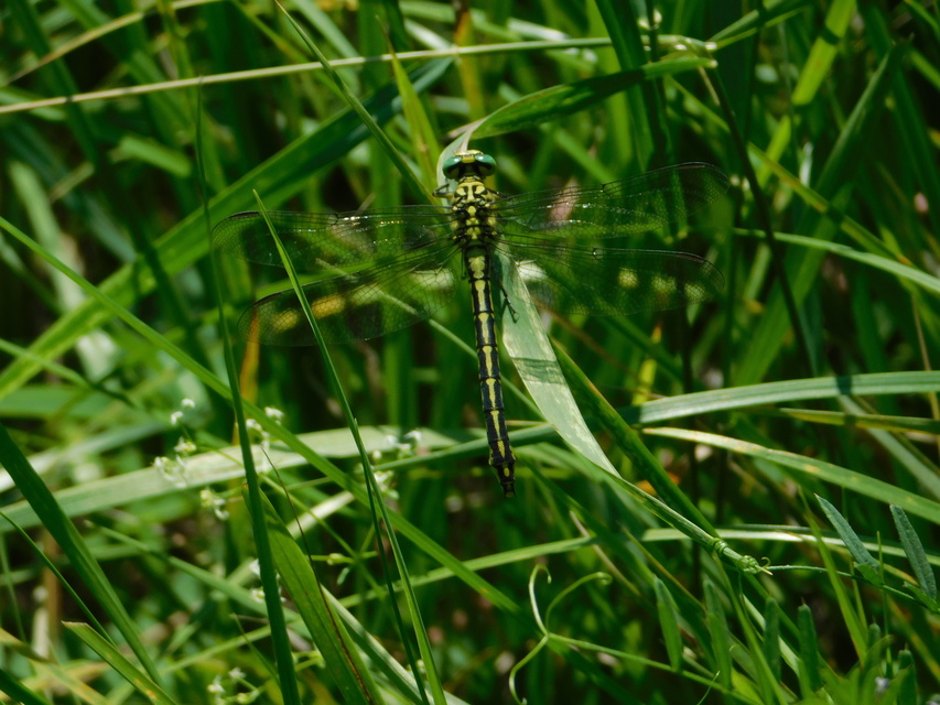 Gomphus flavipes - sárgalábú folyami-szitakötő