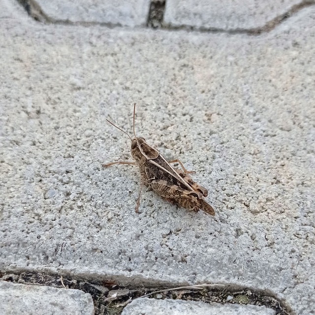 Calliptamus italicus - olaszsáska
