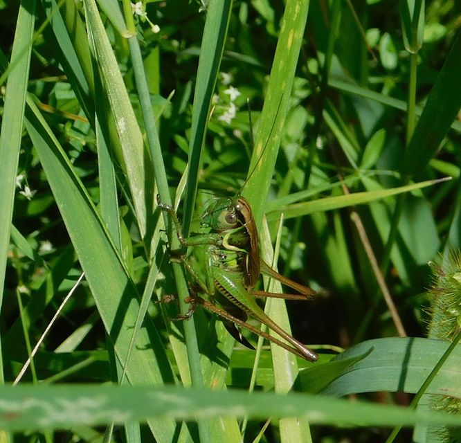 Roeseliana roeselii - Rösel-rétiszöcske