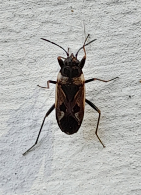 Rhyparochromus vulgaris - közönséges díszesbodobács