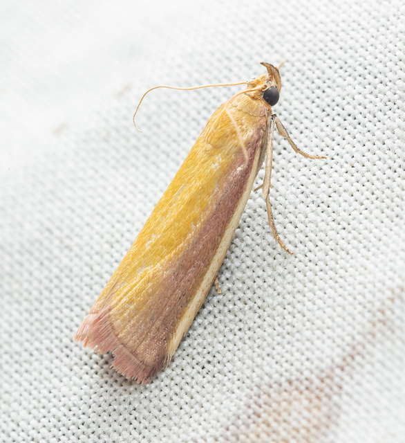 Oncocera semirubella - lucernamoly