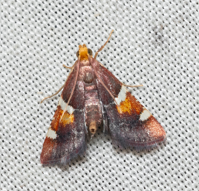 Pyralis regalis - pompás fényilonca