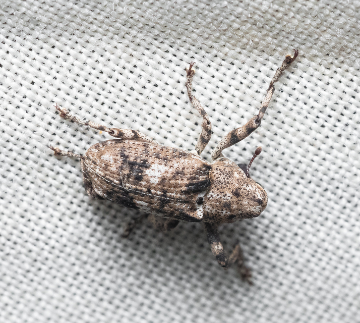 Gasterocercus depressirostris - laposorrú ormányos