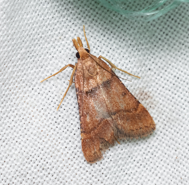 Stemmatophora honestalis - karsztlakó fényilonca