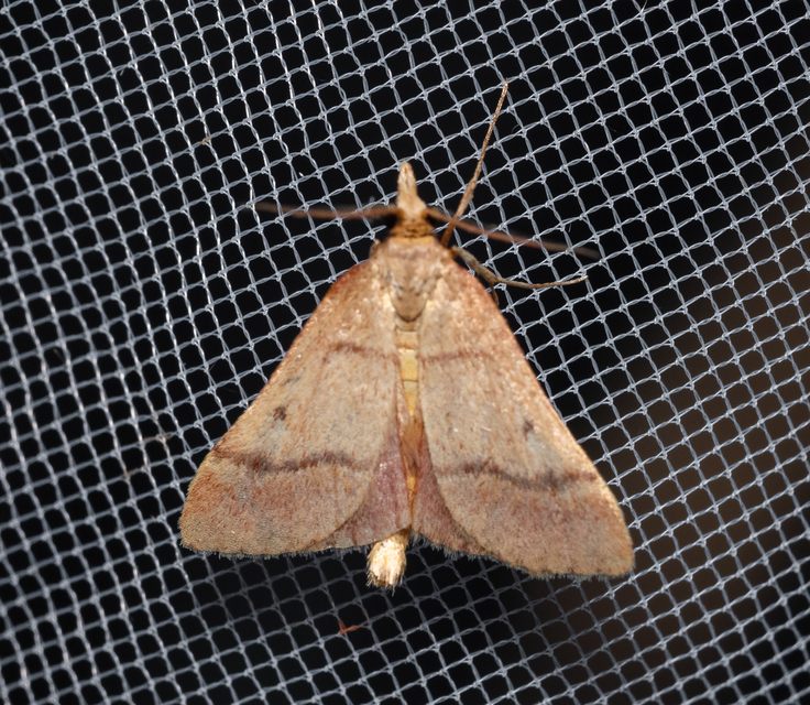 Stemmatophora honestalis - karsztlakó fényilonca