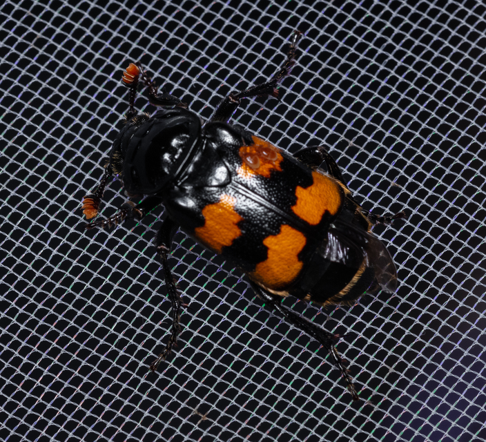 Nicrophorus interruptus - sárgaszőrű temetőbogár