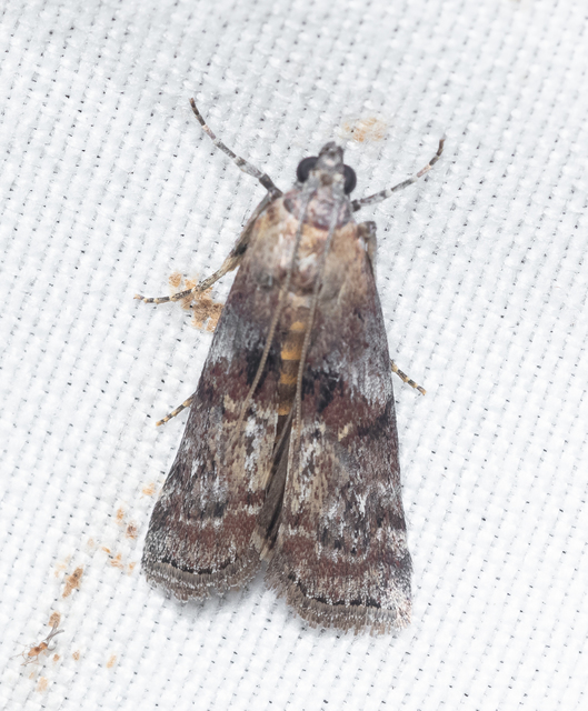 Phycitinae