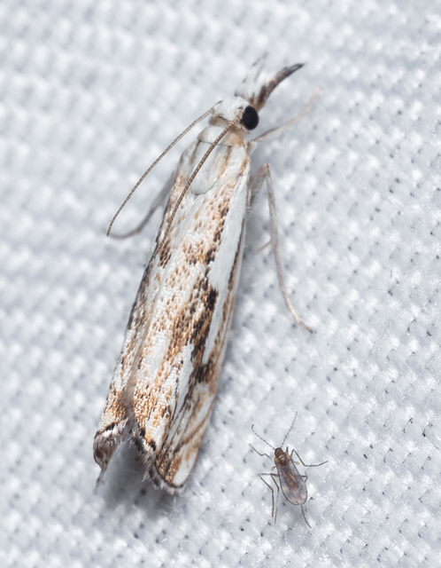 Catoptria falsella - hálós fűgyökérmoly