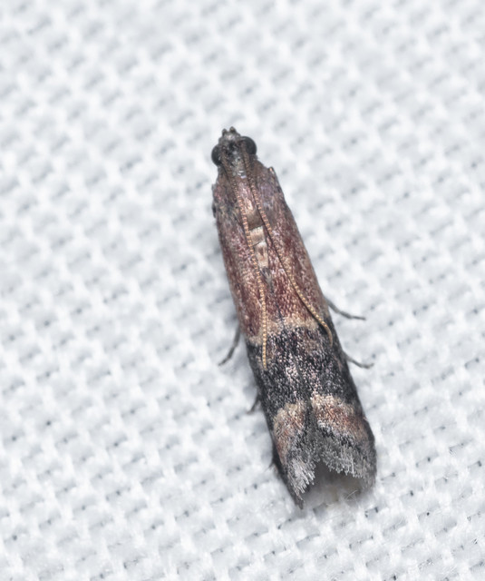 Euzopherodes charlottae - magyar karcsúmoly