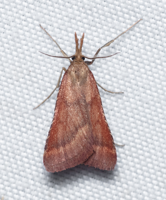 Synaphe punctalis - hosszúlábú fényilonca