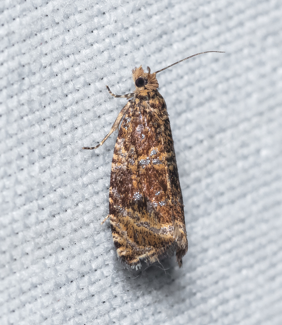 Celypha